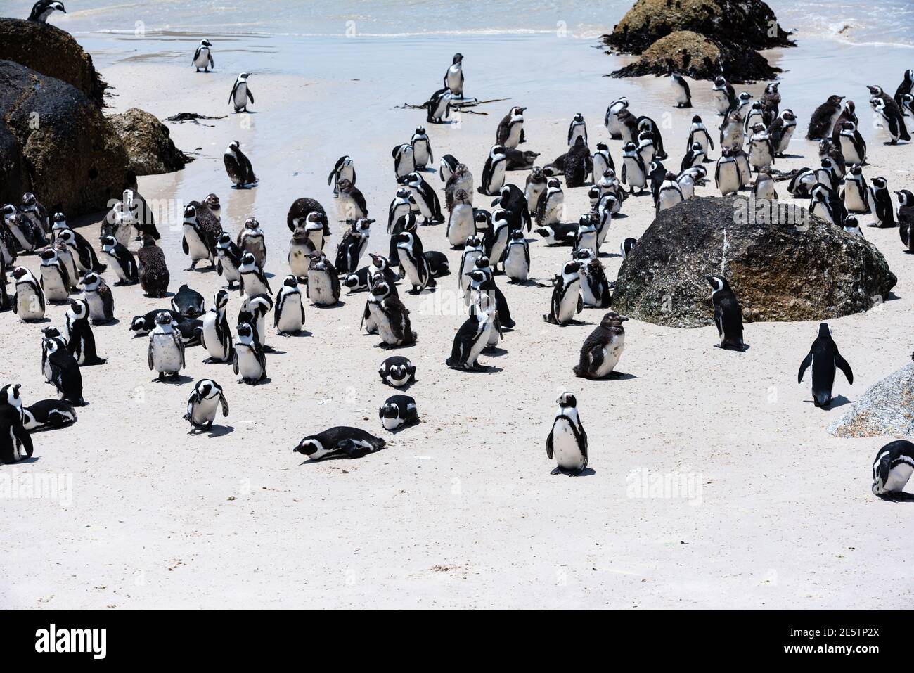 Afrikanische Pinguine versammeln sich am Strand Stockfoto