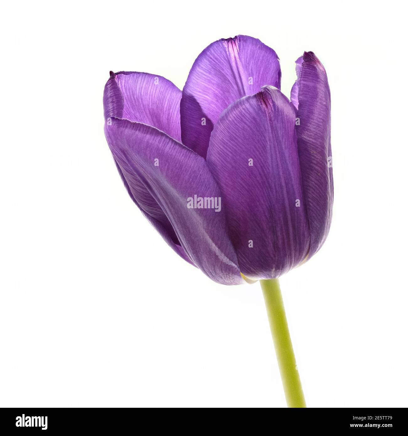 Nahaufnahme des Blütenkopfes einer einzelnen schönen Mauve Tulpe vor einem schlichten weißen Hintergrund Stockfoto
