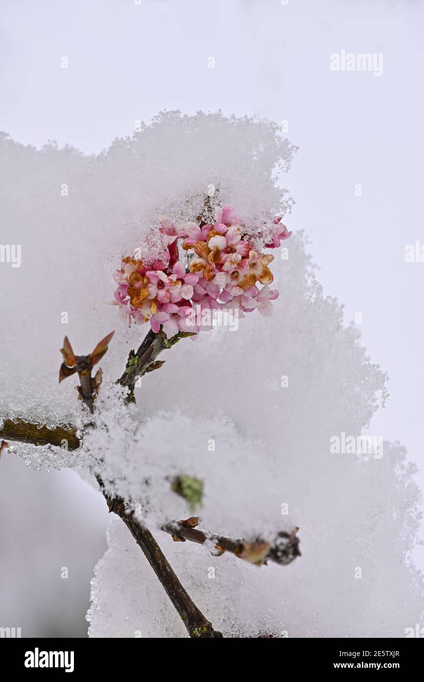 Schnee auf Winter Schneeballblumen, Schnee bedeckt Winter Schneeballblüten, Eis und Schnee auf Blüten Stockfoto