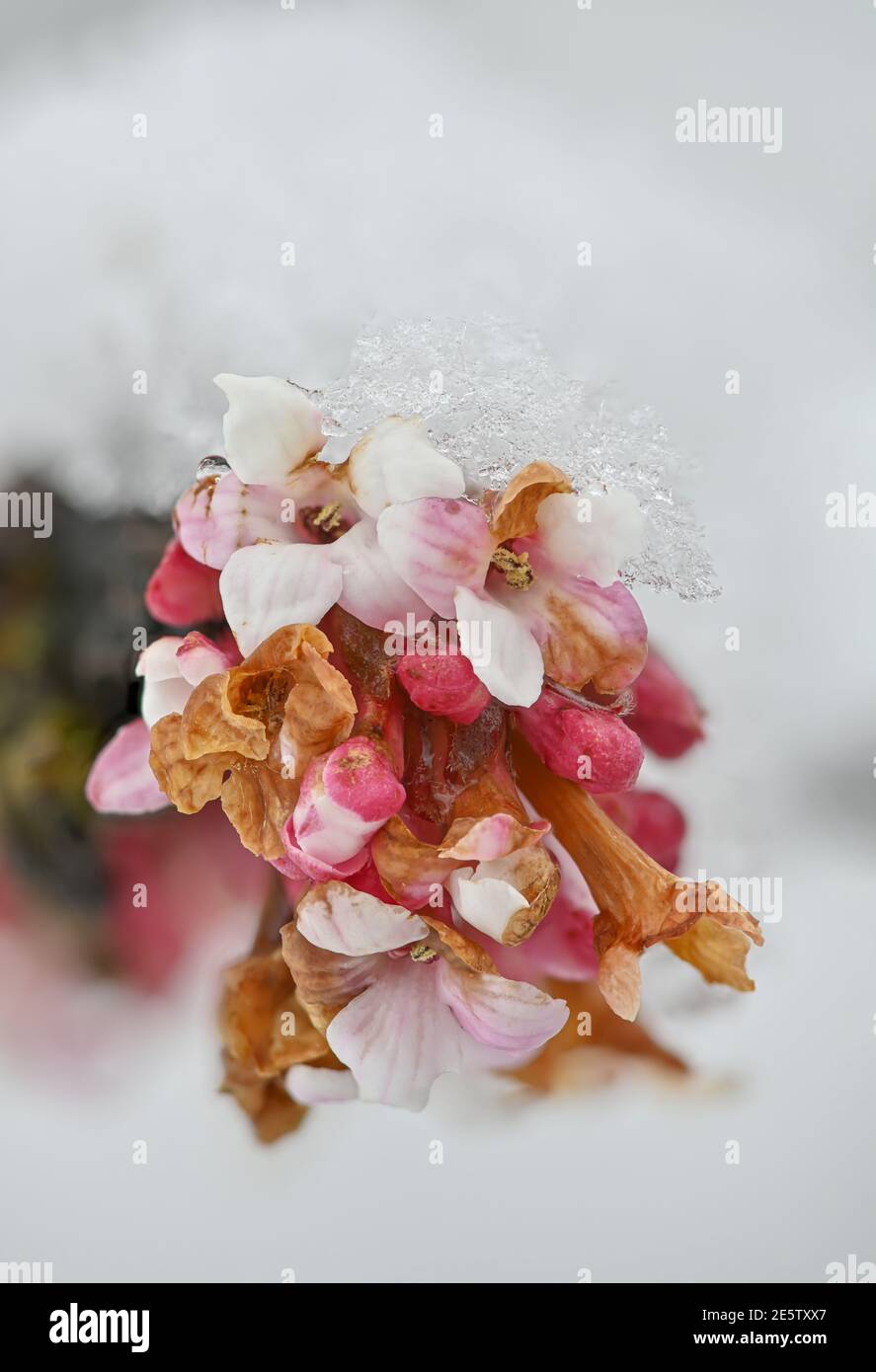 Schnee auf Winter Schneeballblumen, Schnee bedeckt Winter Schneeballblüten, Eis und Schnee auf Blüten Stockfoto