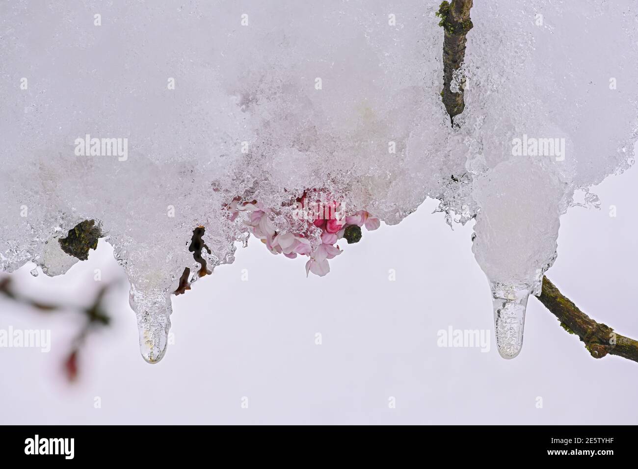 Schnee auf Winter Schneeball Blumen Stockfoto