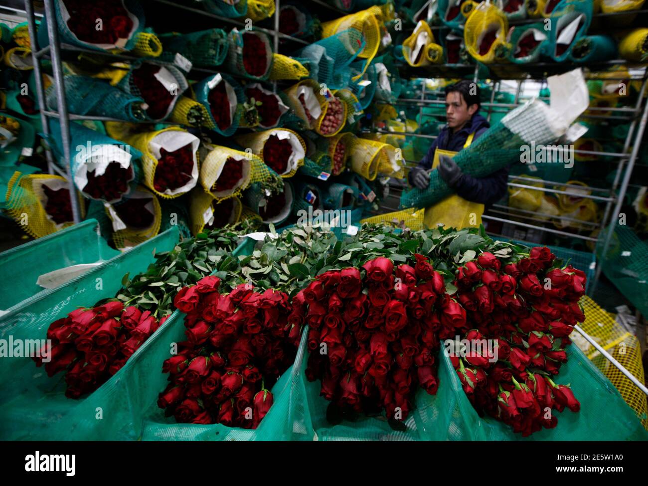 Ein Arbeiter bereitet Rosen für den Export vor Valentinstag bei Elite Flowers in Facatativa 6. Februar 2013. Der Valentinstag wird am 14. Februar gefeiert, und viele Menschen schenken ihren Lieben Blumen als Zeichen ihrer Zuneigung. Aber eine unruhige Weltwirtschaft hat einige Züchter in Kolumbien besorgt über die diesjährige Ernte. REUTERS/John Vizcaino (KOLUMBIEN - Tags: GESCHÄFTSUMFELD) Stockfoto