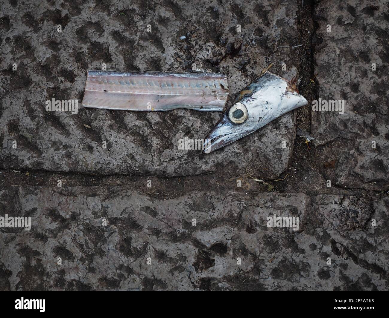 Tote Fischstücke auf Pflastersteinen. Overhead-Aufnahme. Stockfoto