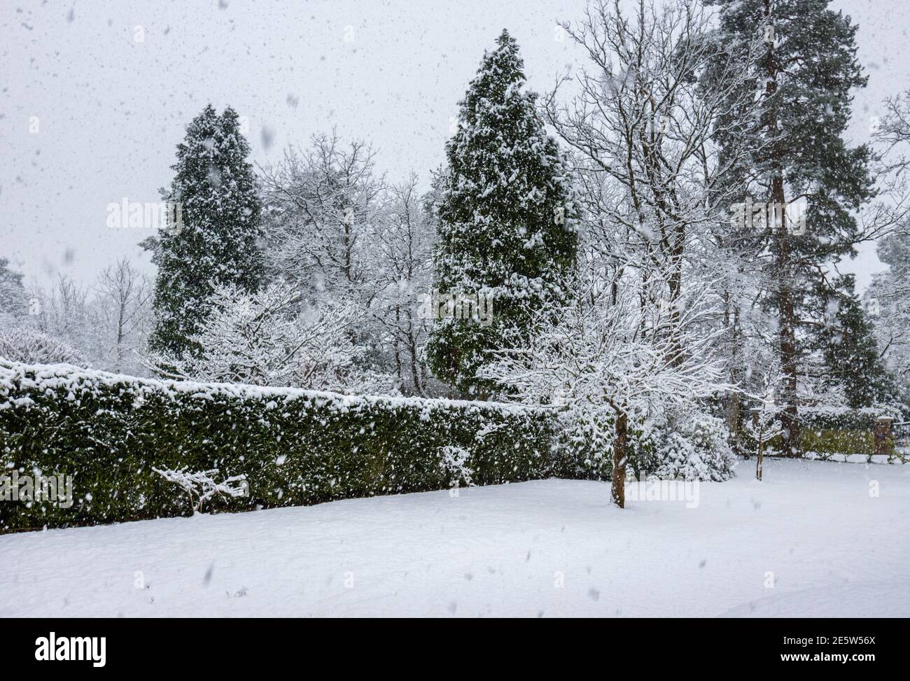 Ein vorstädtischer Vorgarten mit Hecken und Tannen, die im Winter bei starkem Schneefall in Woking, Surrey, Südostengland, mit Schnee bedeckt sind Stockfoto