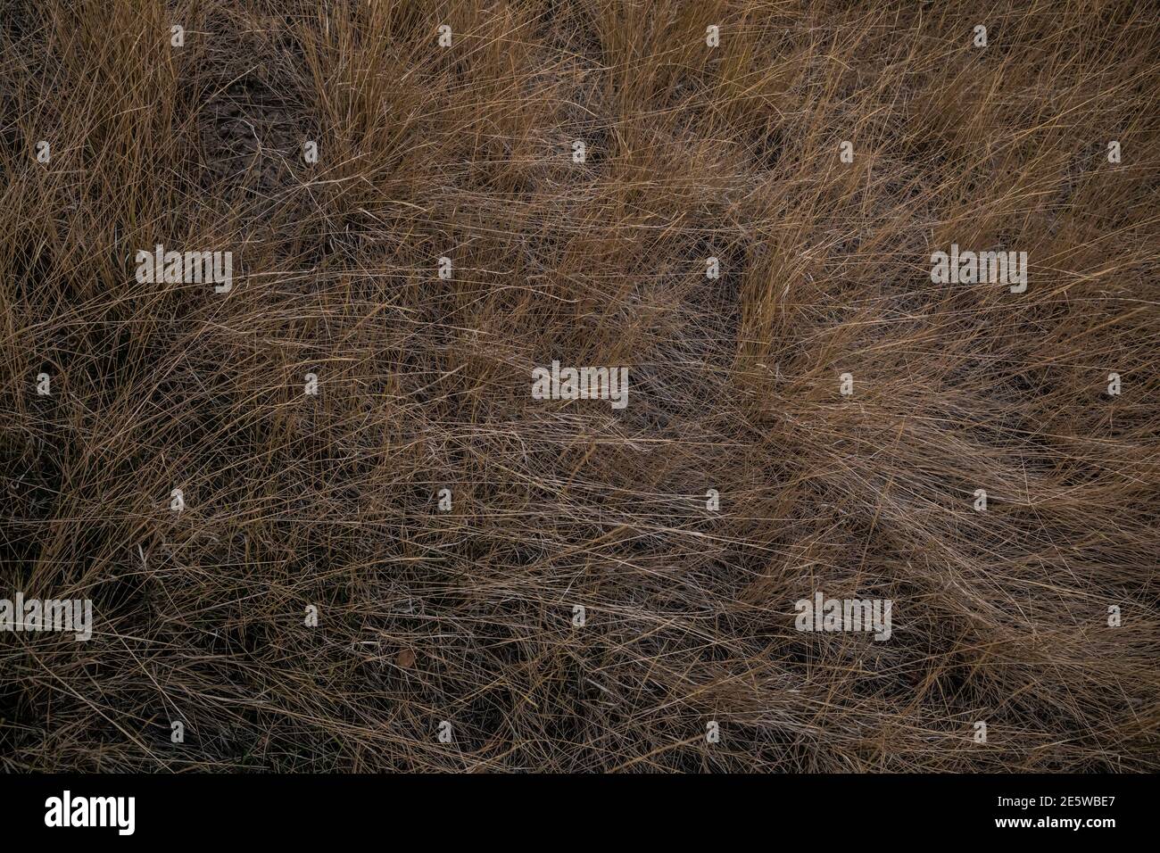 Das letzte Licht des Tages auf den Gräsern im Water Canyon oberhalb von Winnamacca, Nevada, USA. Stockfoto