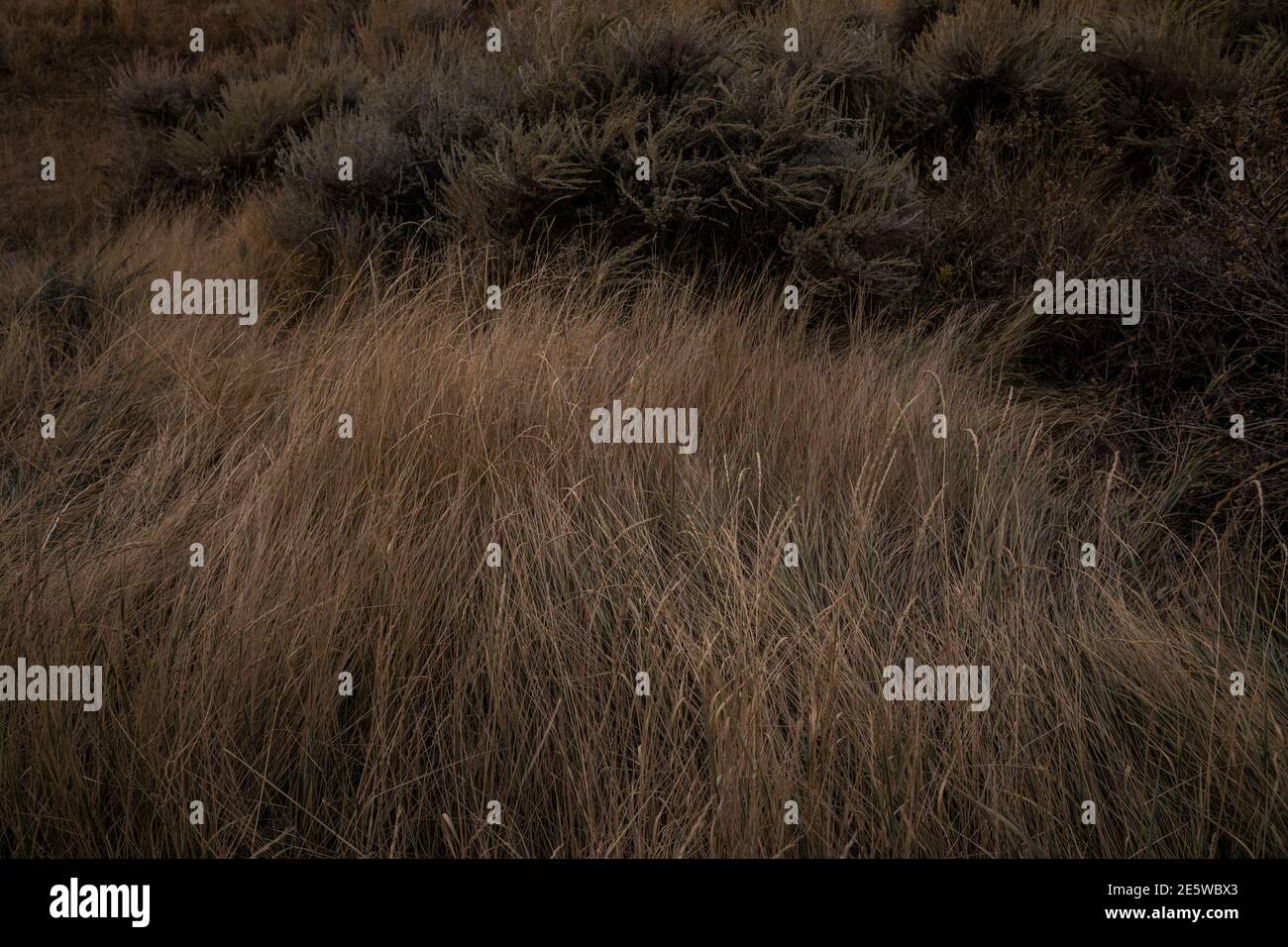 Das letzte Licht des Tages auf den Gräsern und wilden Sträuchern im Water Canyon oberhalb von Winnamacca, Nevada, USA. Stockfoto