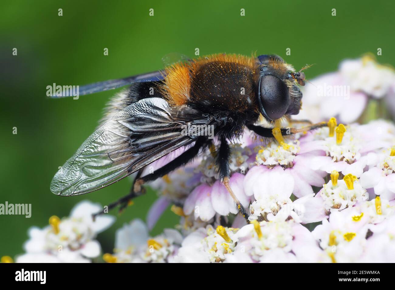 Eristalis intricarius Hoverfly auf Blumenkopf. Tipperary, Irland Stockfoto