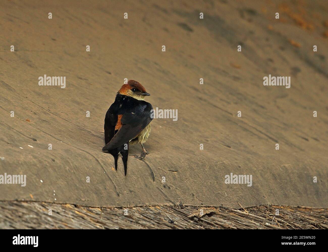 Greater Striped Swallow (Cecropis cucullata) Erwachsener auf dem Dach Mount Sheba, Südafrika November Stockfoto