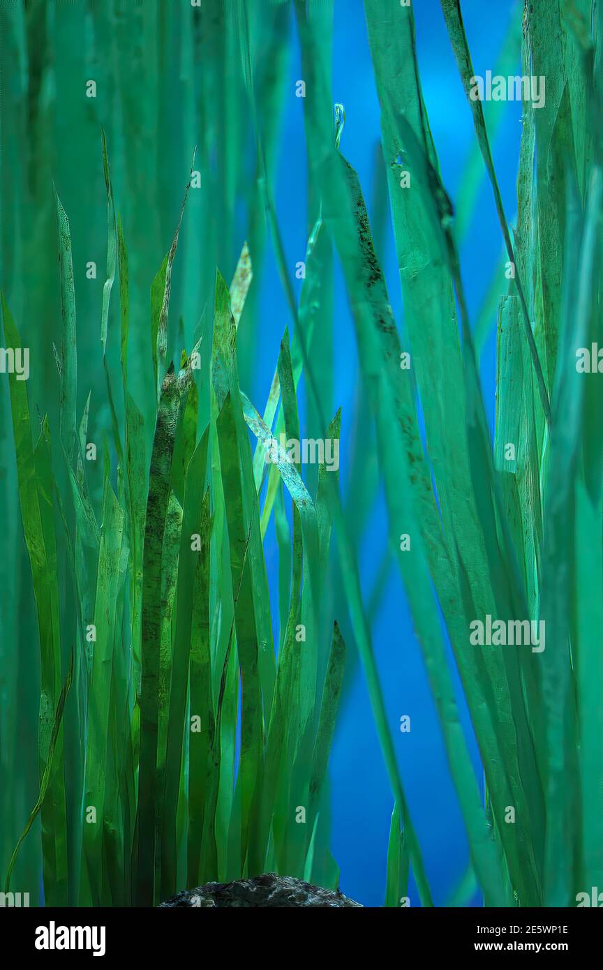 Sea Grass im Newport Aquarium, Newport, KY Stockfoto