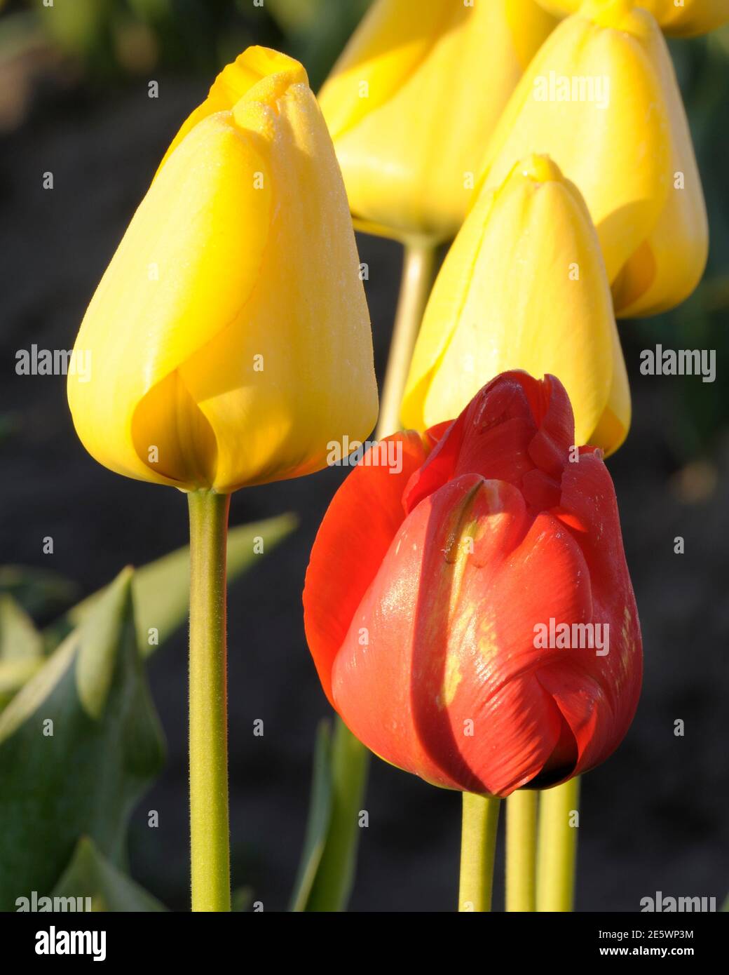 Morgensonne auf roten und gelben Tulpen am 2011 Skagit Valley Tulip Festival Stockfoto