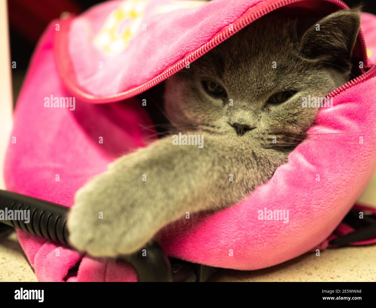 Britische blaue Kurzhaar Katze versteckt in einem Rucksack für Kinder Stockfoto