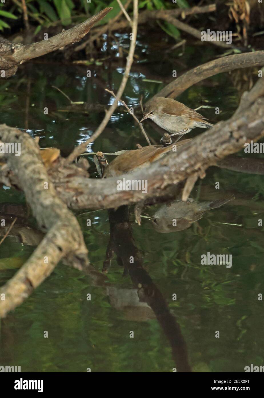Kleiner Sumpfsänger (Acrocephalus gracilirostris gracilirostris) Paar auf Zweig mit Reflexion Wakkerstroom, Südafrika thront November Stockfoto