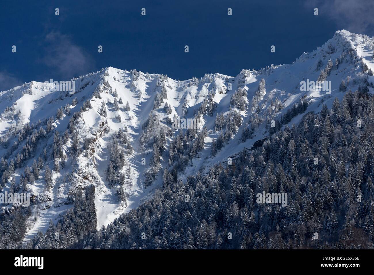 Bergrücken im Winter, mit schneebedeckten Pinien. Stockfoto