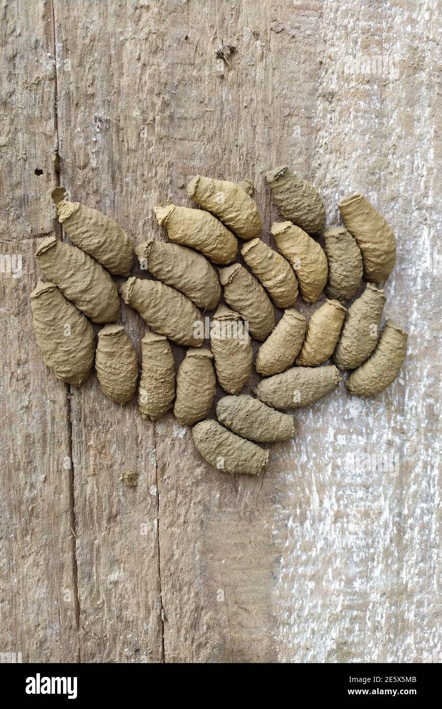 Potter Wespe (sceliphron spirifex) nistet auf altem Holzbrett Stockfoto