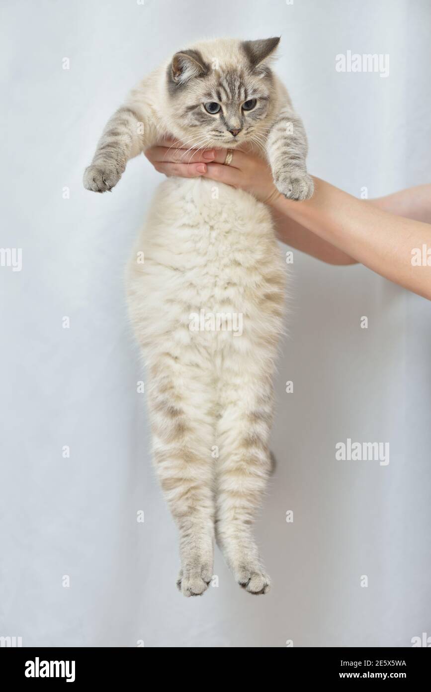 Weiße Hauskatze mit einem großen Bauch Stockfoto