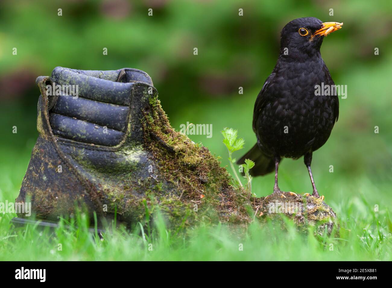 Blackbird (Turdus merula) auf altem Stiefel, UK Stockfoto