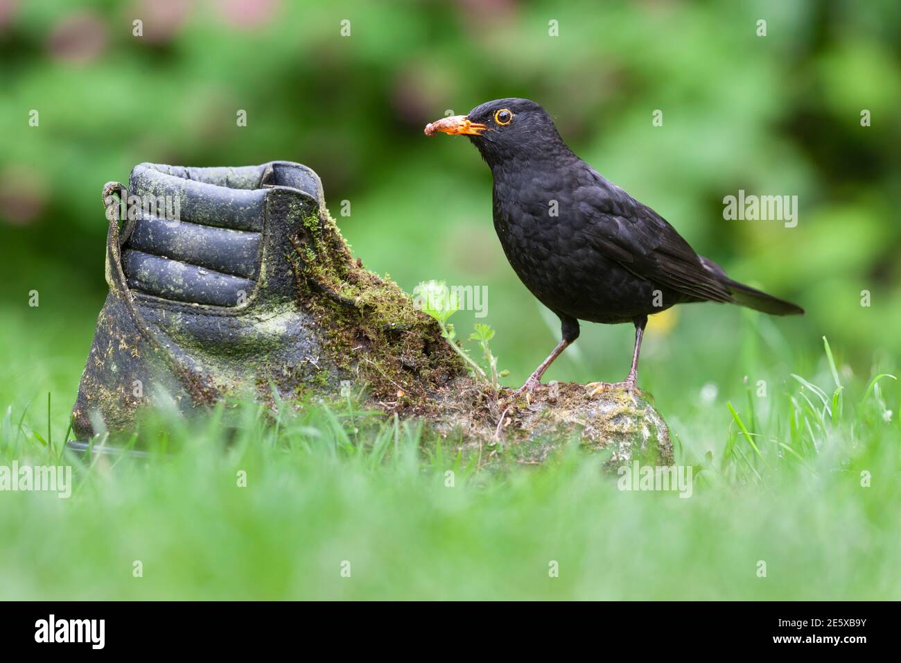 Blackbird (Turdus merula) auf altem Stiefel, UK Stockfoto