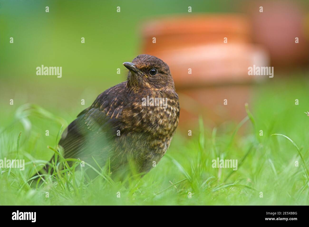 Schwarzvogel Küken (Turdus merula) im Garten, Großbritannien Stockfoto