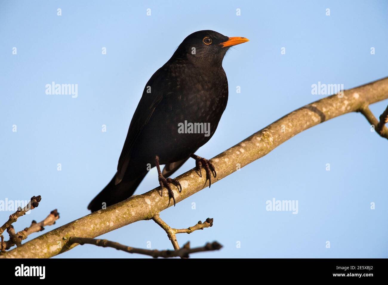 Blackbird (Turdus merula), Northumberland, Großbritannien Stockfoto