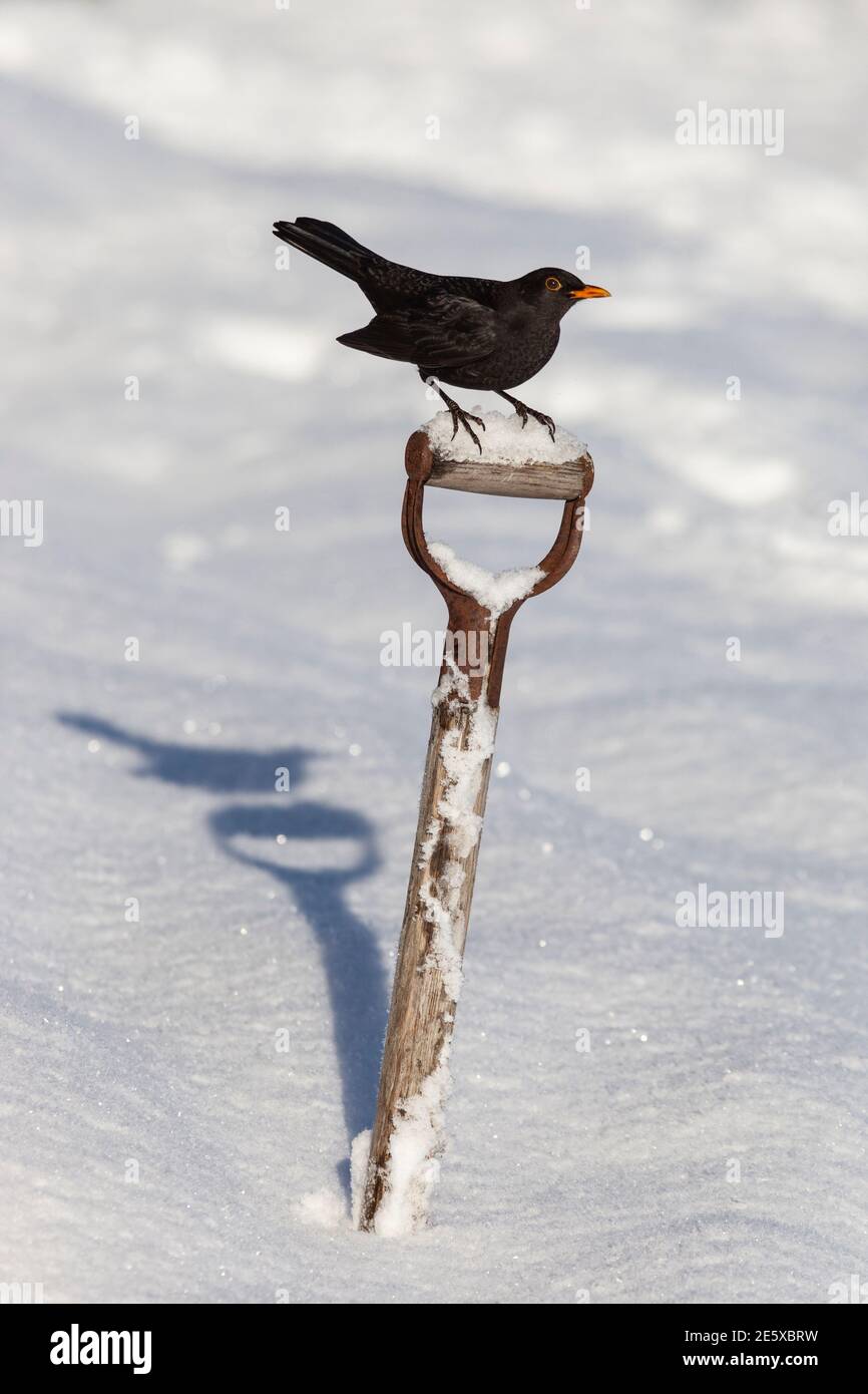 Blackbird (Turdus merula) auf Gartenspaten, im Schnee, Northumberland, UK Stockfoto