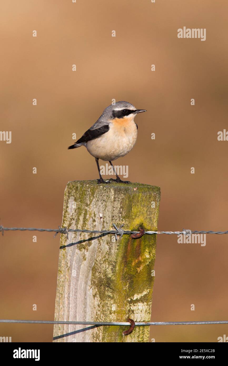 Wheatear (Oenanthe oenanthe) männlich, Islay, Schottland, Großbritannien Stockfoto