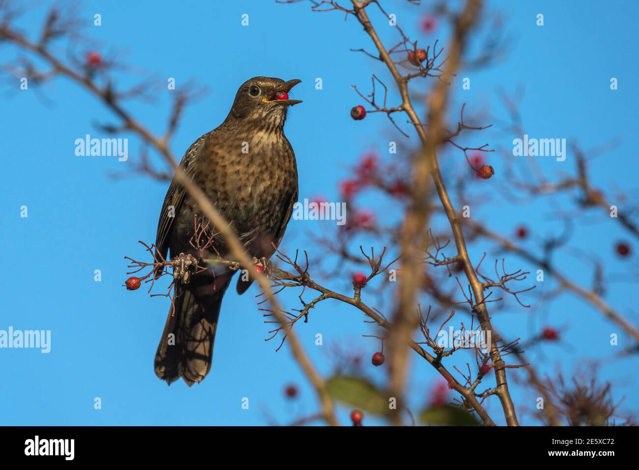 Amsel (Turdus merula), die sich an Weißdornbeeren (Crataegus monogyna) ernährt, Caerlaverock WWT Reserve, Dumfries & Galloway, Schottland, Stockfoto