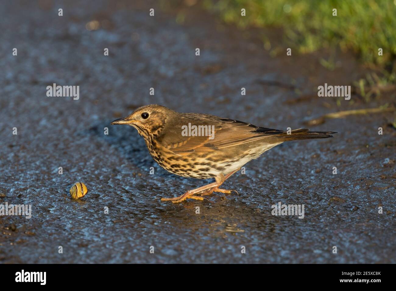 Singdrossel (Turdus philomelos) mit Schnecke, WWT Caerlaverock finden, Schottland, Stockfoto