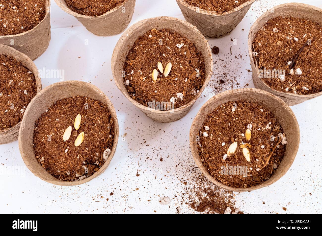 Horizontaler Schuss Blick auf acht biologisch abbaubare Torftöpfe halten Pflanzboden und Samen. Stockfoto