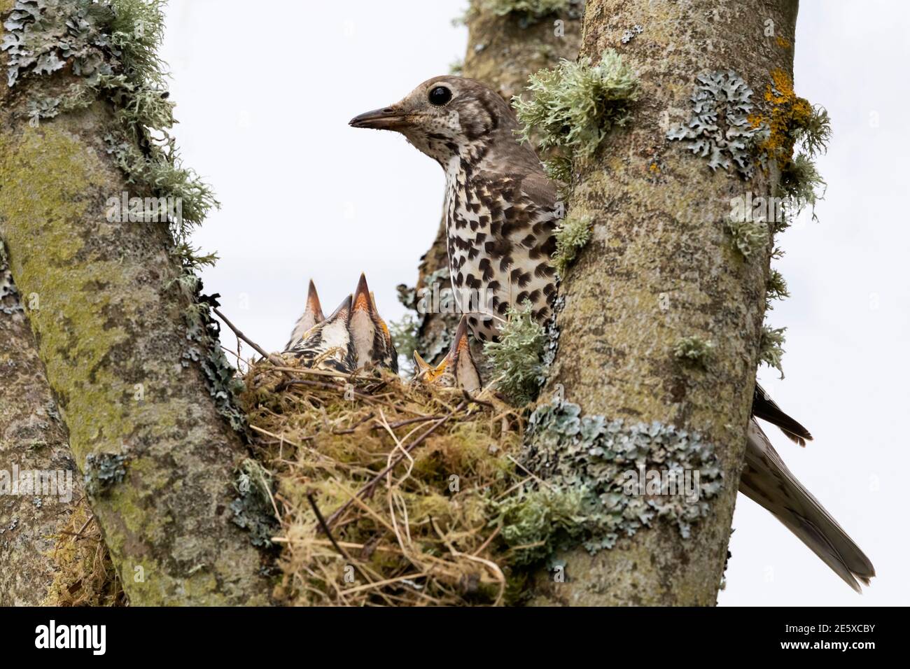 Misteldrossel (Turdus viscivorus) mit Nestlingen, Northumberland Nationalpark, Großbritannien Stockfoto