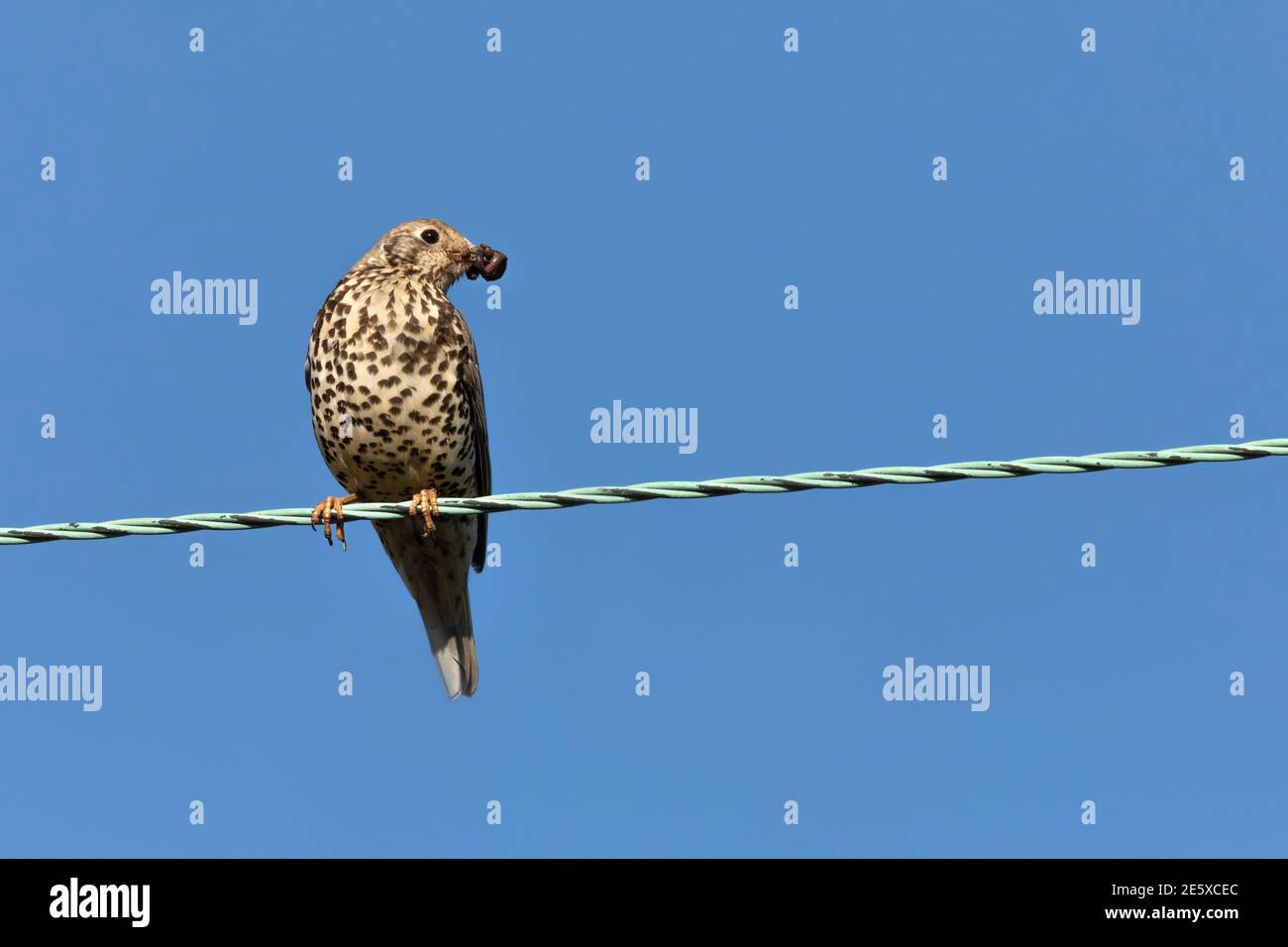 Misteldrossel (Turdus viscivorus) mit Regenwürmern, Northumberland National Park, Großbritannien Stockfoto