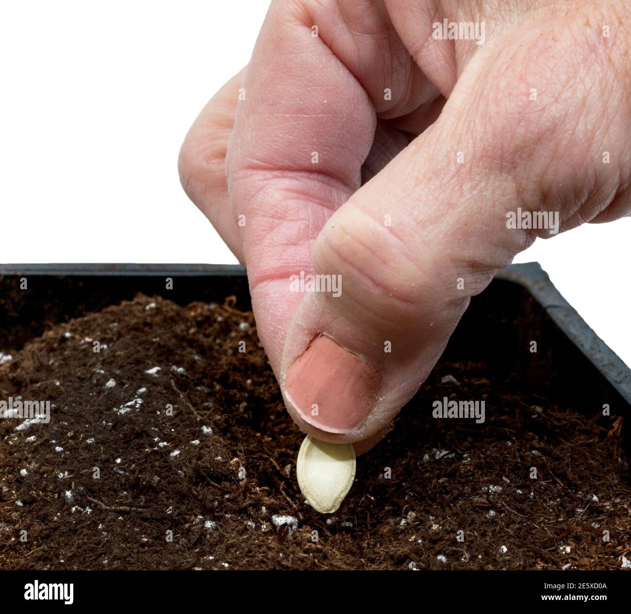 Quadratische Nahaufnahme einer älteren weiblichen Hand, die sanft einen Samen in den Boden legt. Stockfoto