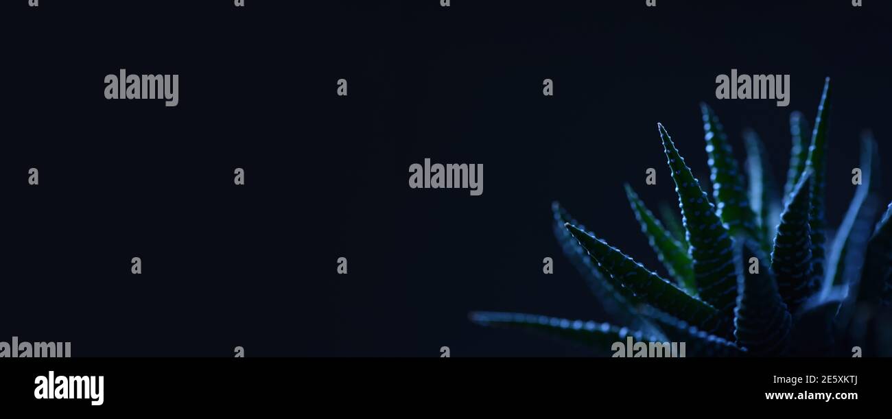 Unter dem blauen Licht haworthia saftig mit scharfen Blättern Banner Design Stockfoto