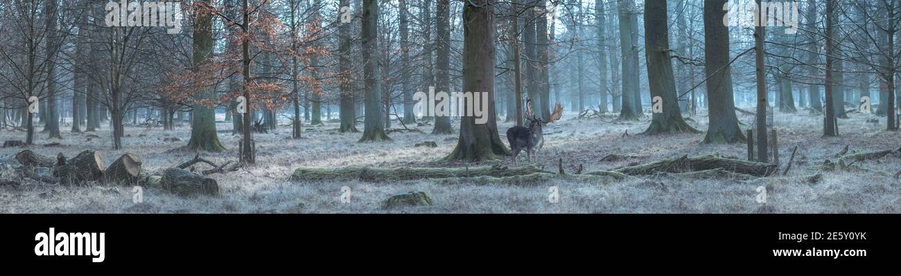 Waldpanorama mit Damwild Stockfoto