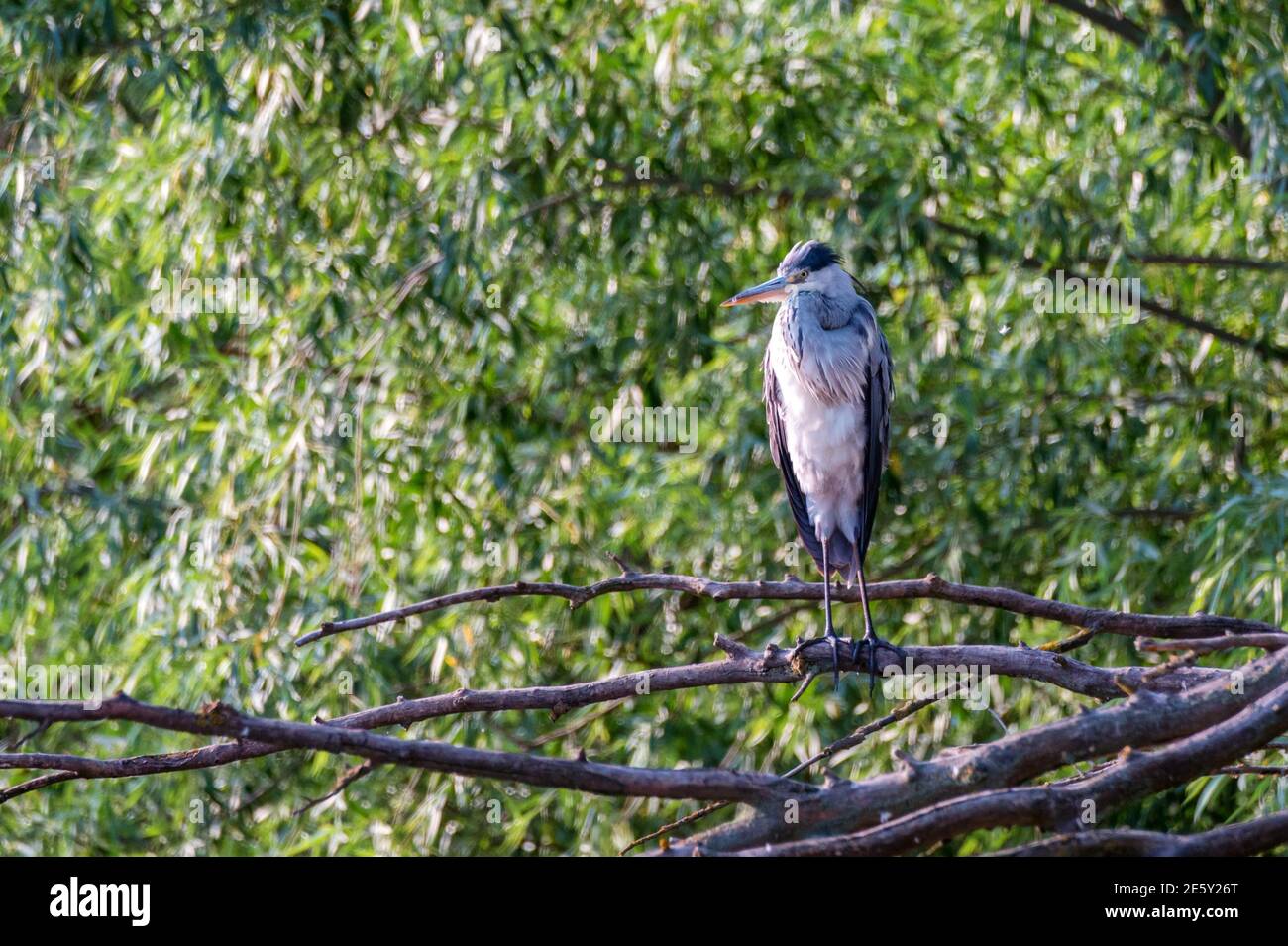 Graureiher oder ardea cinerea halten sich auf einem Baum Stockfoto