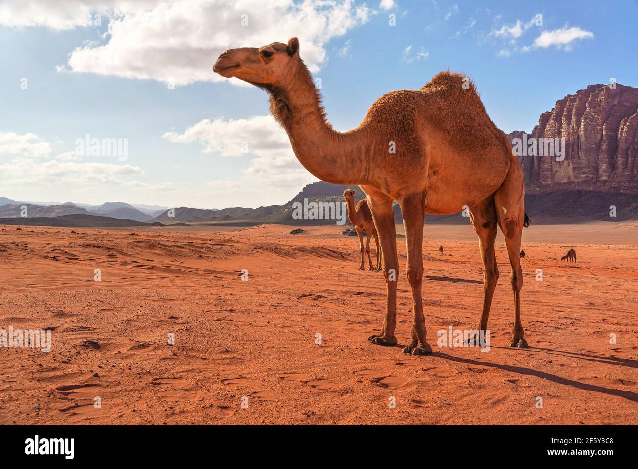 Gruppe von Kamelen, ein großes Tier im Vordergrund, Wandern auf orange roten Sand der Wadi Rum Wüste, Berge Hintergrund Stockfoto