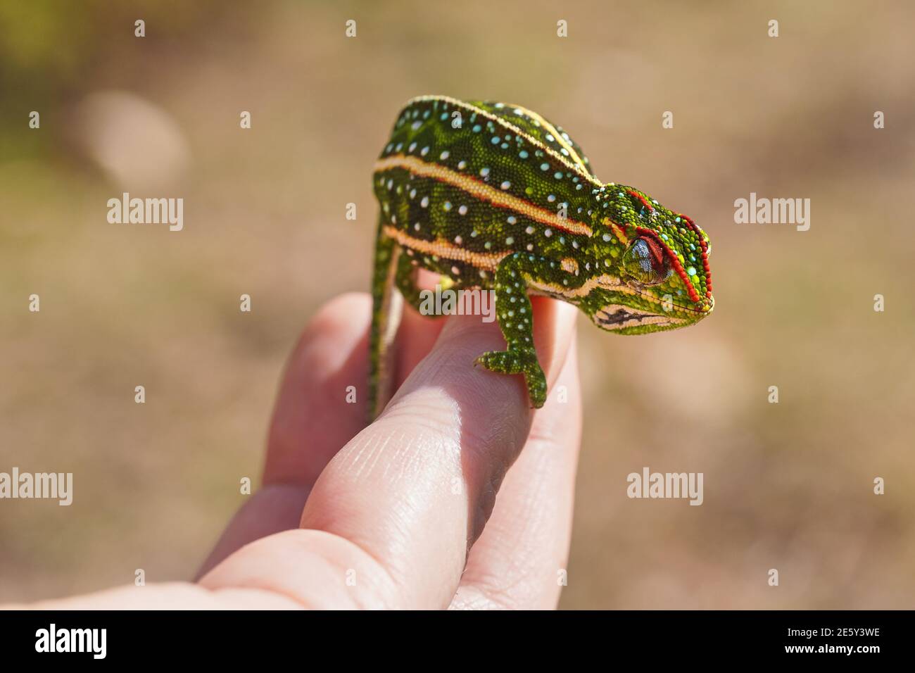 Das winzige, mit Schmuck gezierte Campan Chamäleon - Furcifer Campani - ruht auf der weißen Hand des Mannes. Chamäleons sind auf Madagaskar endemisch und in Andringitra Nat zu sehen Stockfoto