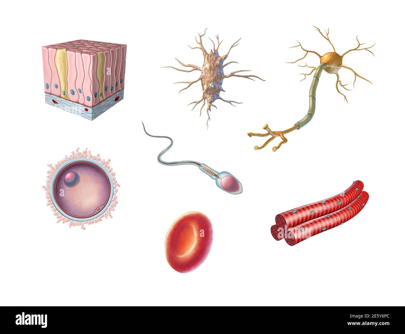 Verschiedene Arten von menschlichen Zellen einschließlich einer Eizelle, Spermien, rote Blutkörperchen, Osteozyten, Neuronen, Skelettmuskeln und säulenartigen Epithelzellen. Digital Stockfoto