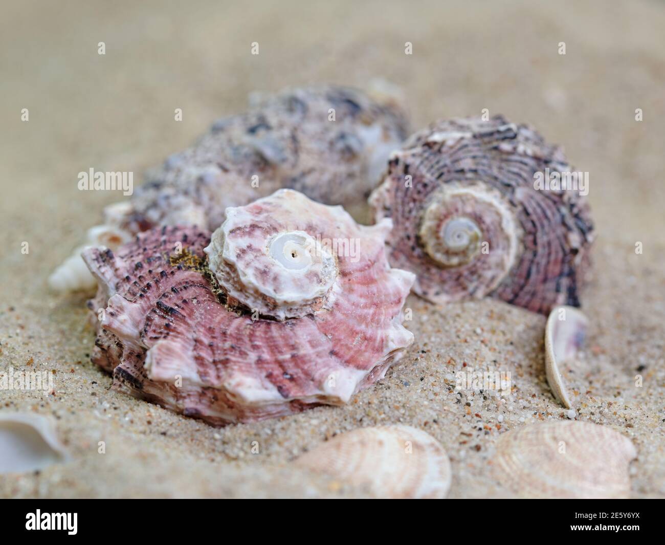 Meeresschnecken im Sand aus nächster Nähe Stockfoto