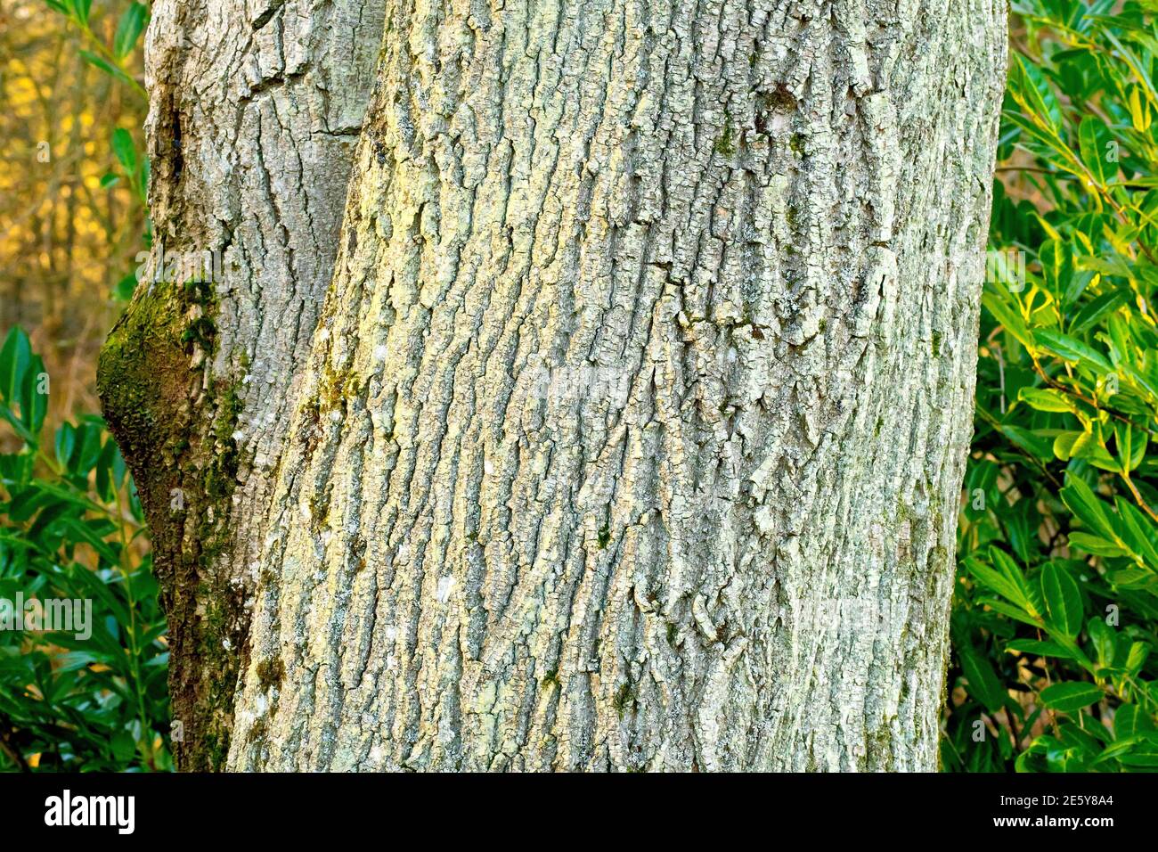 Bark fraxinus Fotos und Bildmaterial in hoher Auflösung Alamy