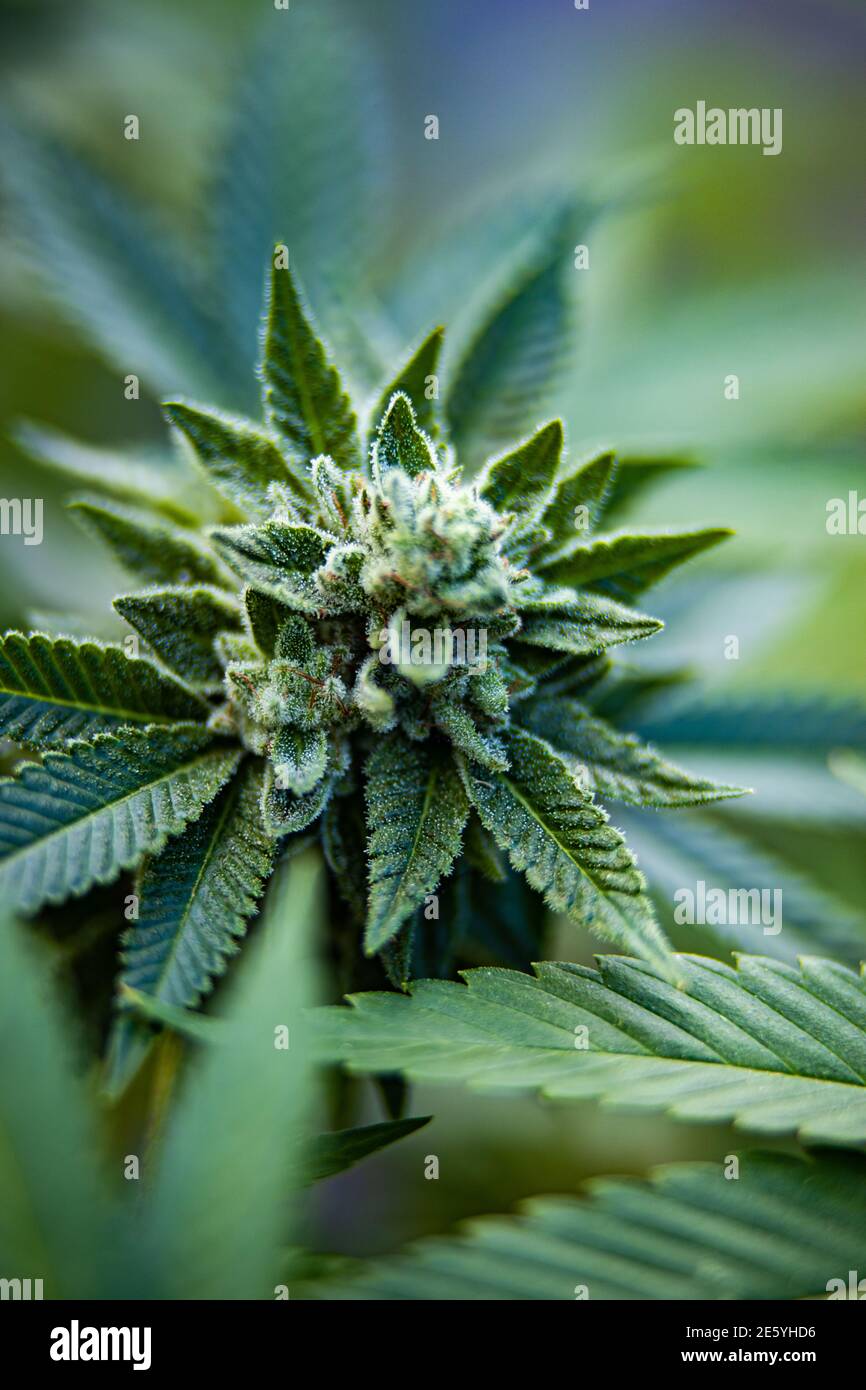 Medizinisches Marihuana Stockfoto