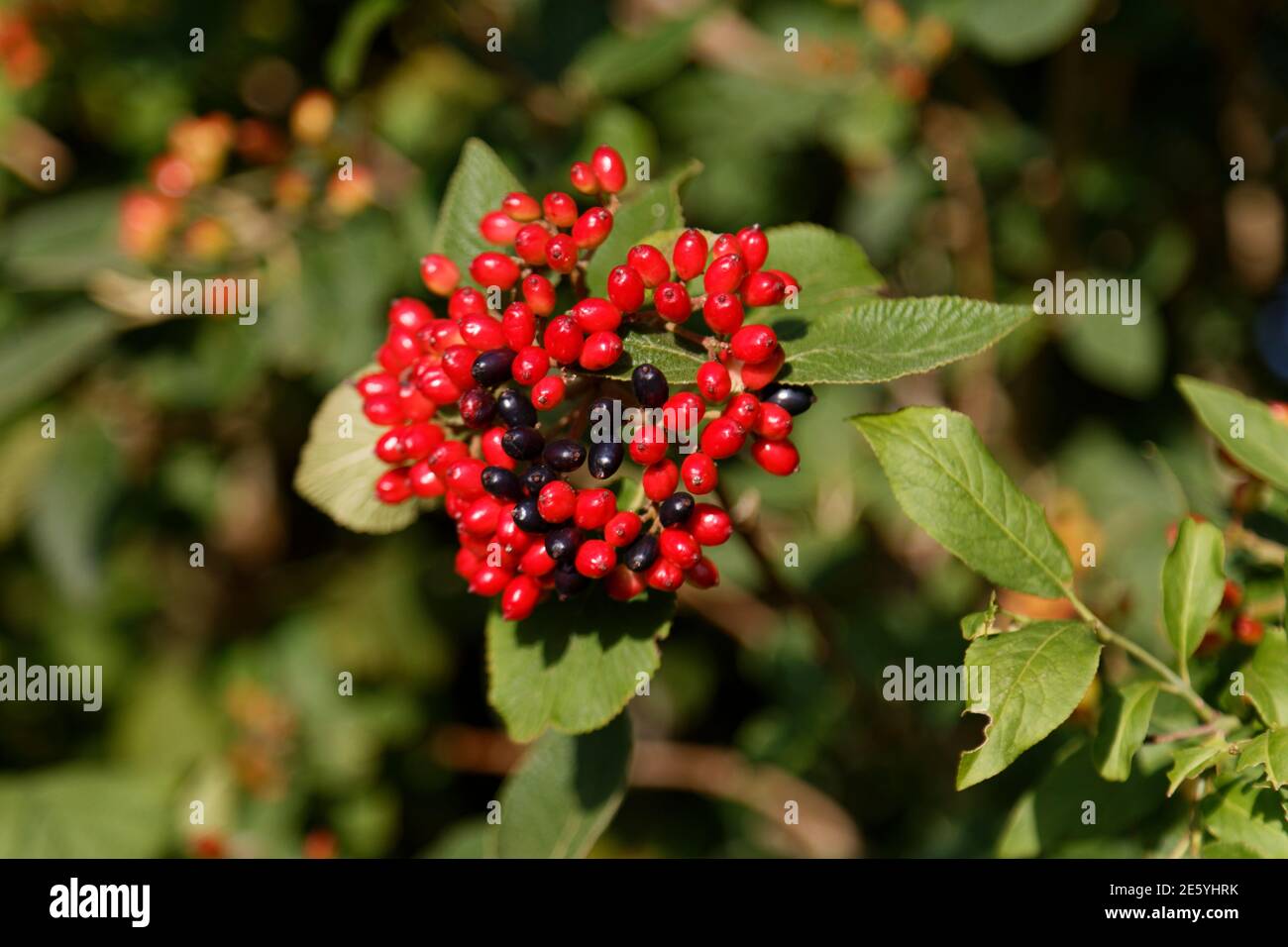 Viburnum burkwoodii mit roten Beeren in einer Hecke im Landschaft in