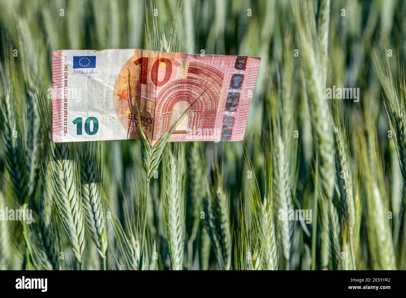 Eine 10 Euro Note ist in einem Weizenfeld. Was ist unsere Gesellschaft, die Arbeit der Bauern wert. Was sind wir bereit, für Lebensmittel zu bezahlen? Stockfoto