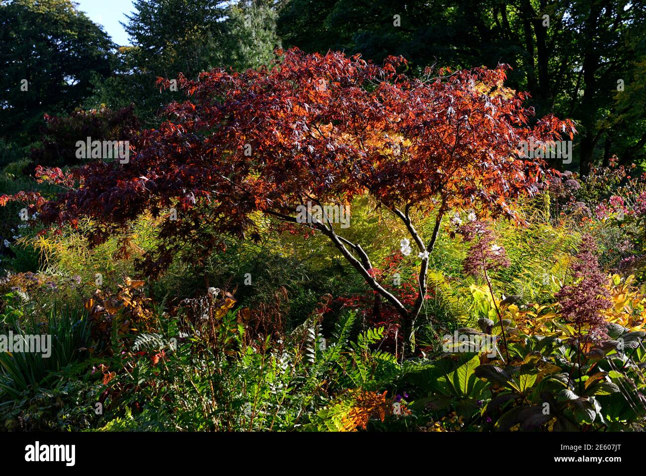 Herbst im Garten, Stauden, acer palmatum, wechselnde Farben, Herbst, Farben, goldenes Licht, weiches Licht in der Garten, Blätter, Laub, RM Floral Stockfoto