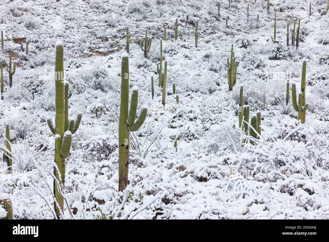 Schneebedeckter Kaktus in der Wüste im Saguaro National Park, Tucson, Arizona, USA Stockfoto