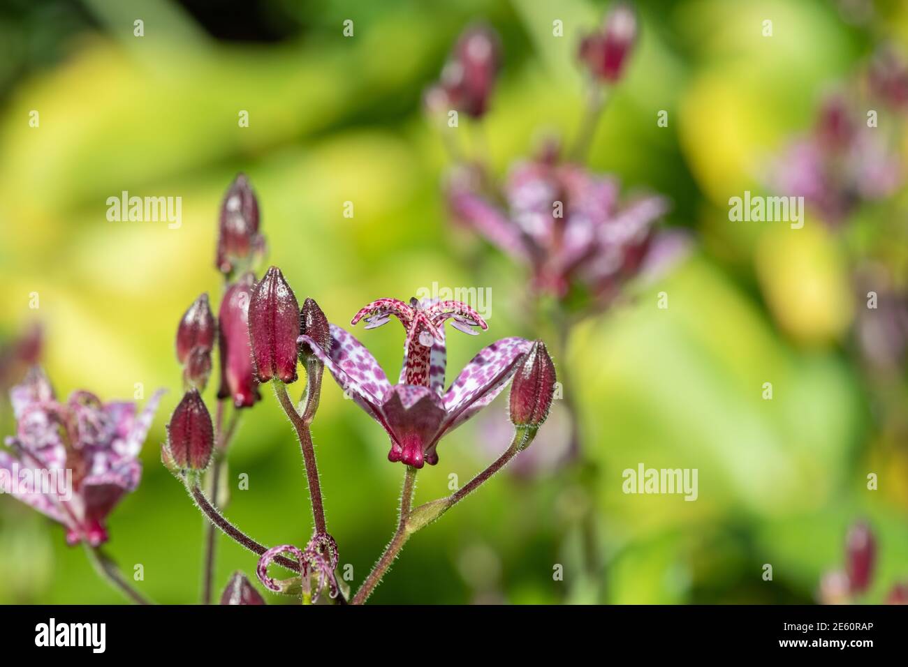 Nahaufnahme der blühenden Krötenlilie (Tricyrtis hirta) Stockfoto