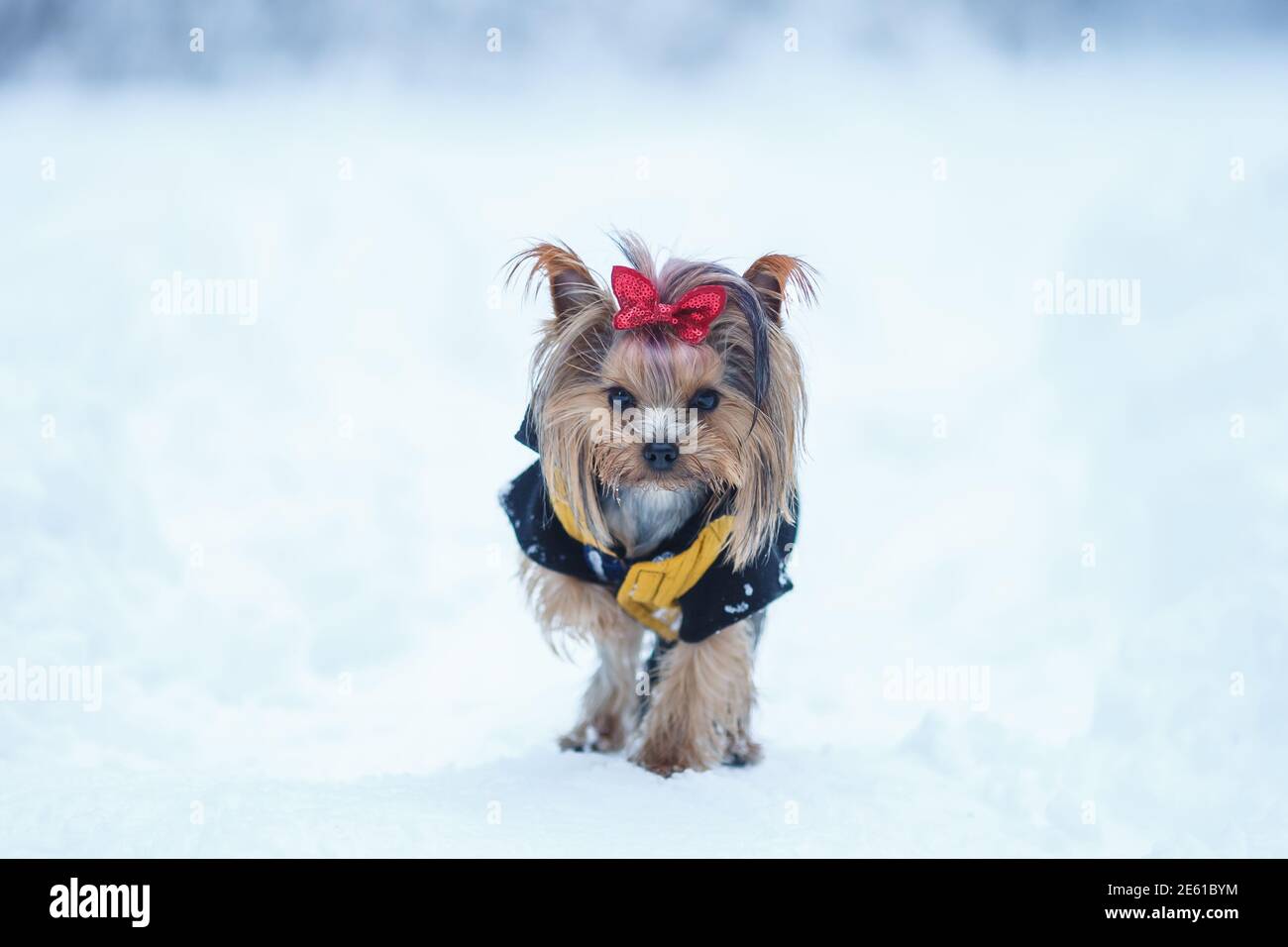 Schöne Welpen von weiblichen Yorkshire Terrier kleinen Hund mit rot Bogen auf Schnee Hintergrund Stockfoto