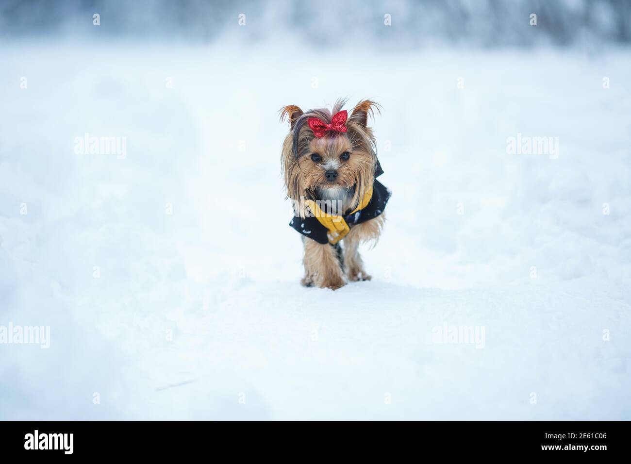 Schöne Welpen von weiblichen Yorkshire Terrier kleinen Hund mit rot Bogen auf Schnee Hintergrund Stockfoto
