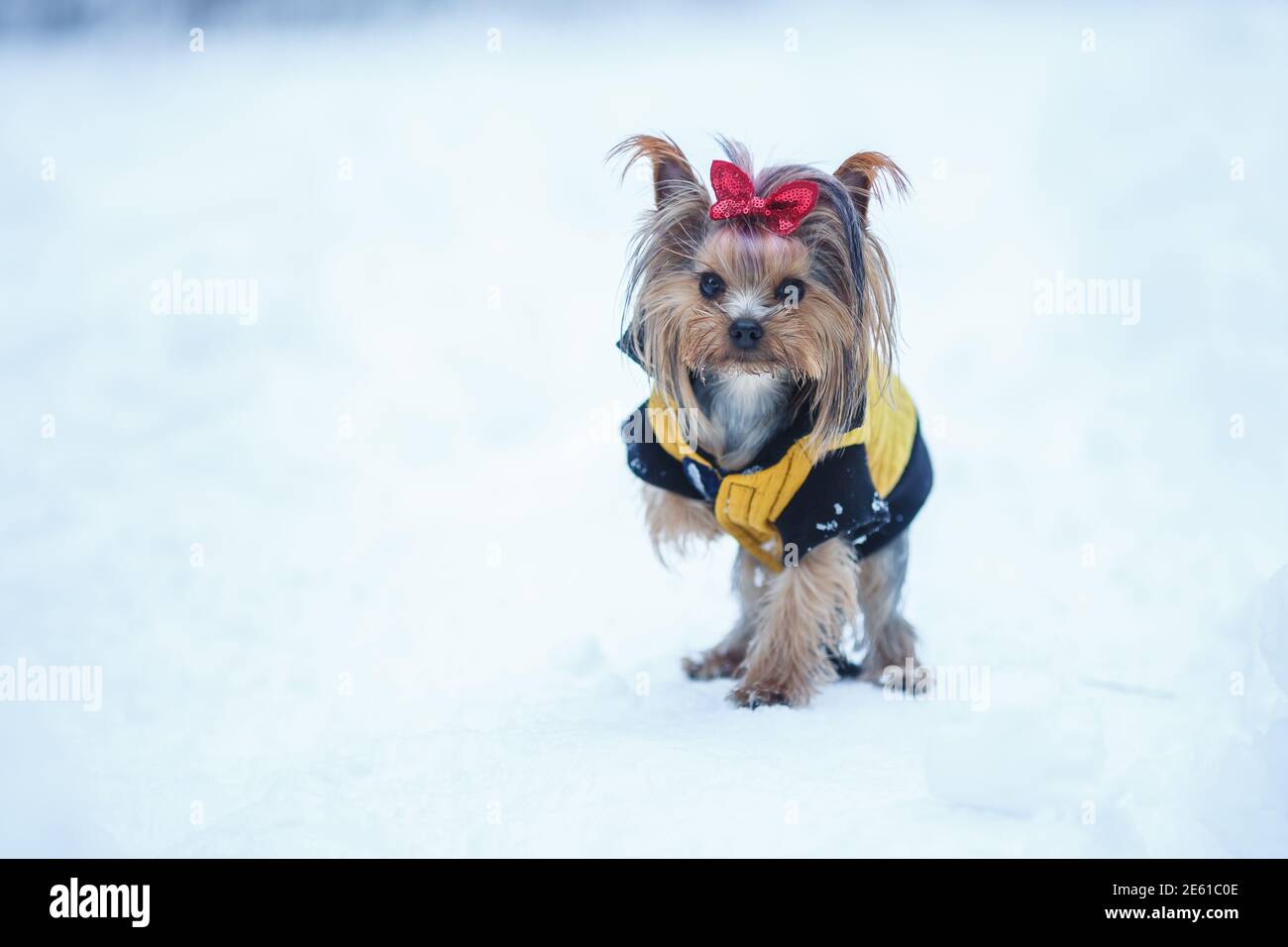 Schöne Welpen von weiblichen Yorkshire Terrier kleinen Hund mit rot Bogen auf Schnee Hintergrund Stockfoto