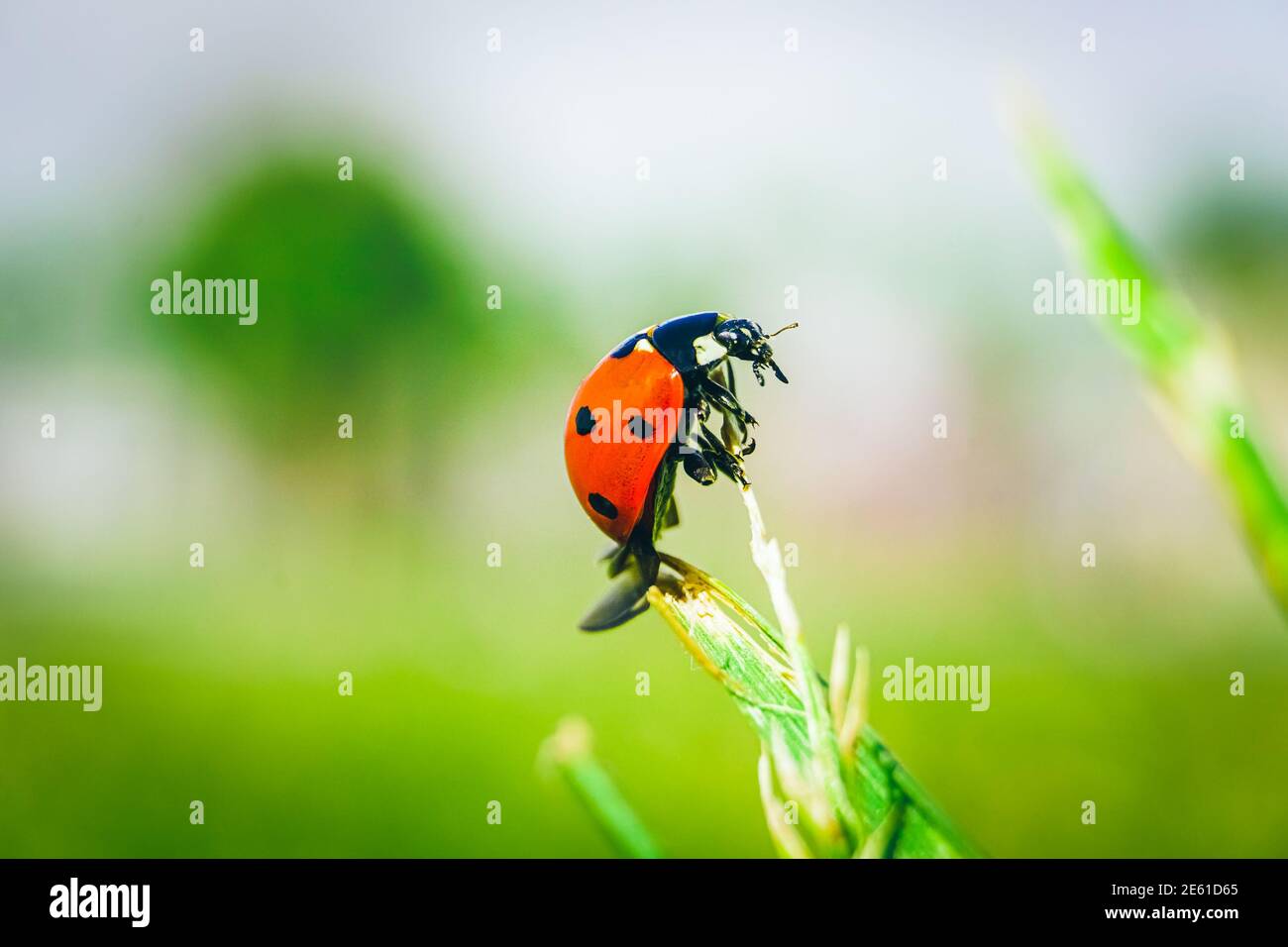 Marienkäfer isoliert auf grünem Blatt. Natur Hintergrund. Stockfoto