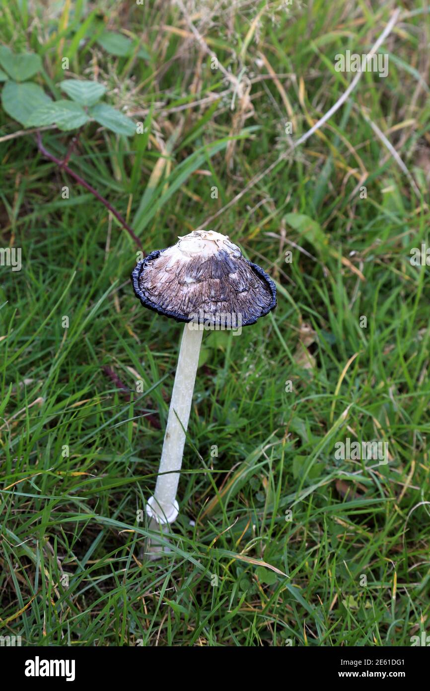Wildpilz im Feld bei Lymbridge Green, Stowting, Ashford, Kent, England, Vereinigtes Königreich Stockfoto